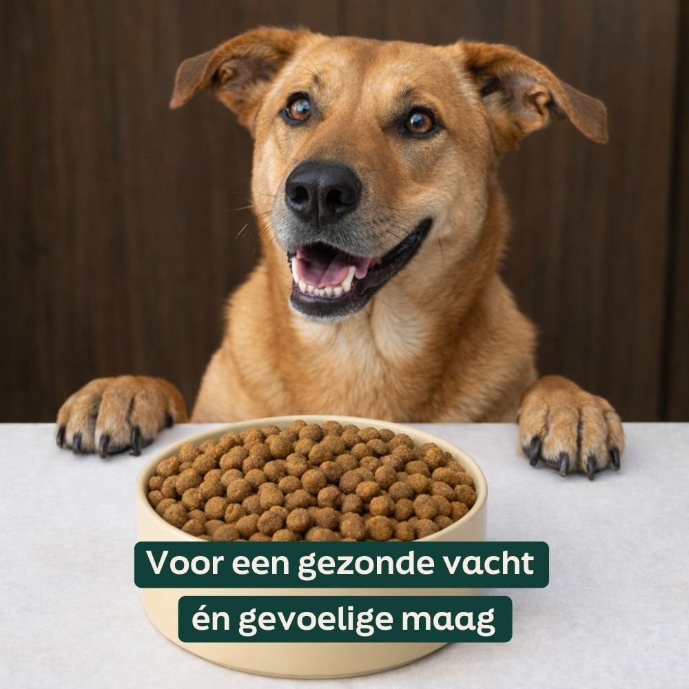 hond, huisdier, hondenvoer, brokjes, voerbak