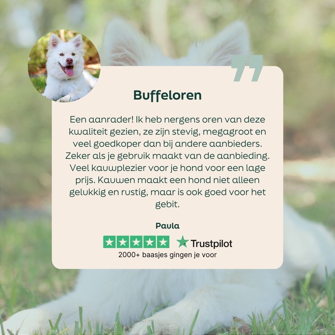 hond, wit, pup, hond, zichtbare tekst
