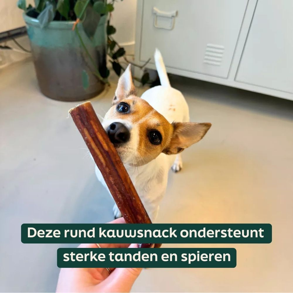 hond, beenderen, kauw, traktatie, snack
