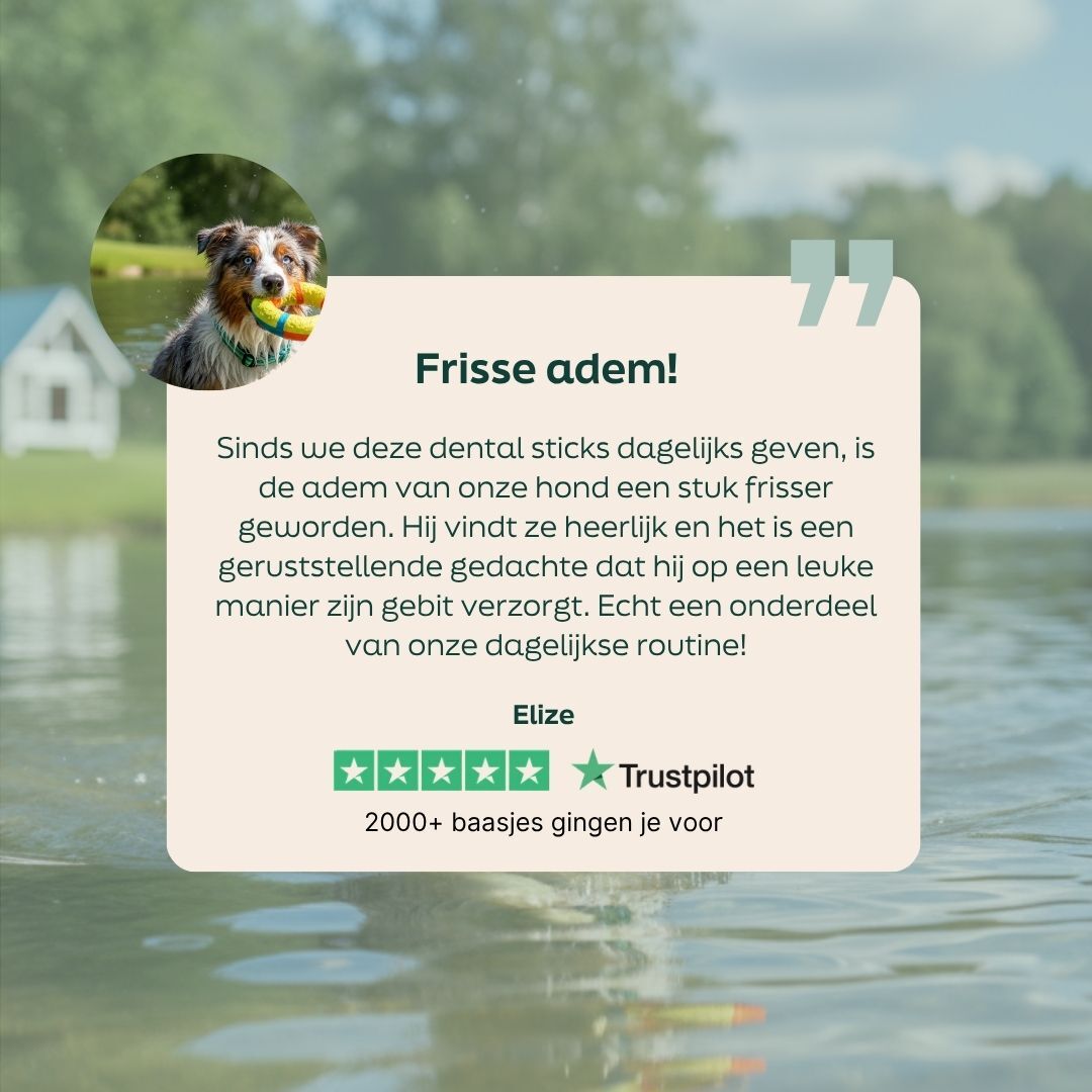 hond, bot, halsband, bot, buiten