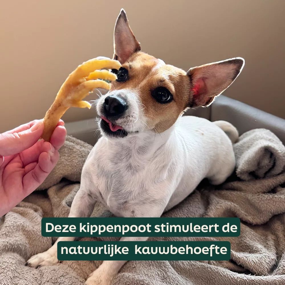 hond, huisdier speeltje, kauwbeen, spaniel mix, kauw bot