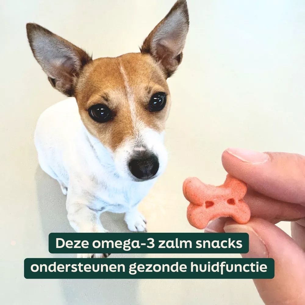 hond, huisdier, snack, botvormig, oranje snack