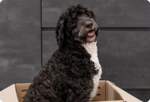 Hundefutter trockenfutter getreidefrei für hunde