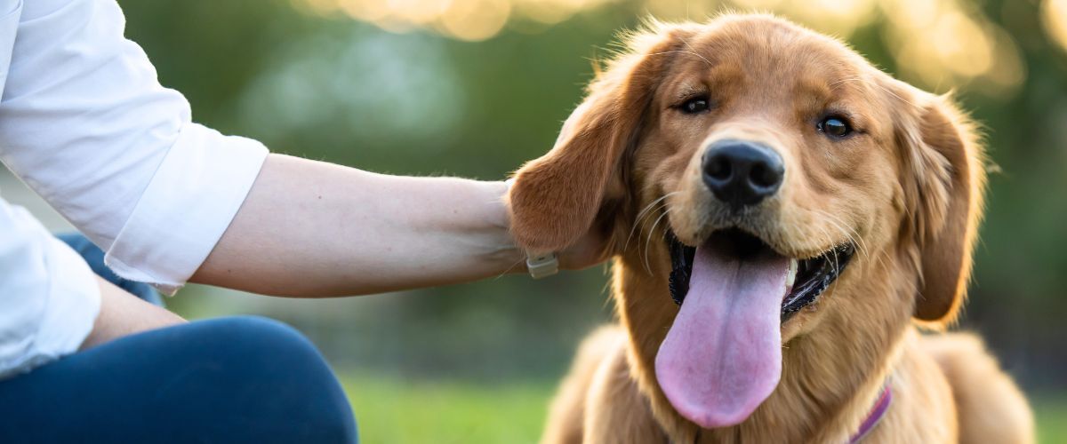 Hoe Vieren Hondeneigenaren Dierendag? Hond wordt geaaid