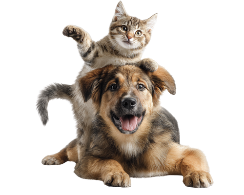 über hayes brothers hund und katzenfutter
