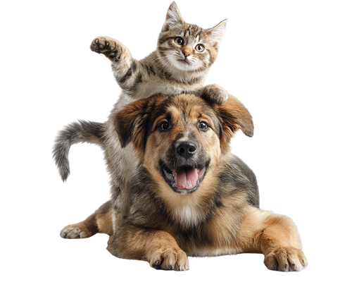 über hayes brothers hund und katzenfutter