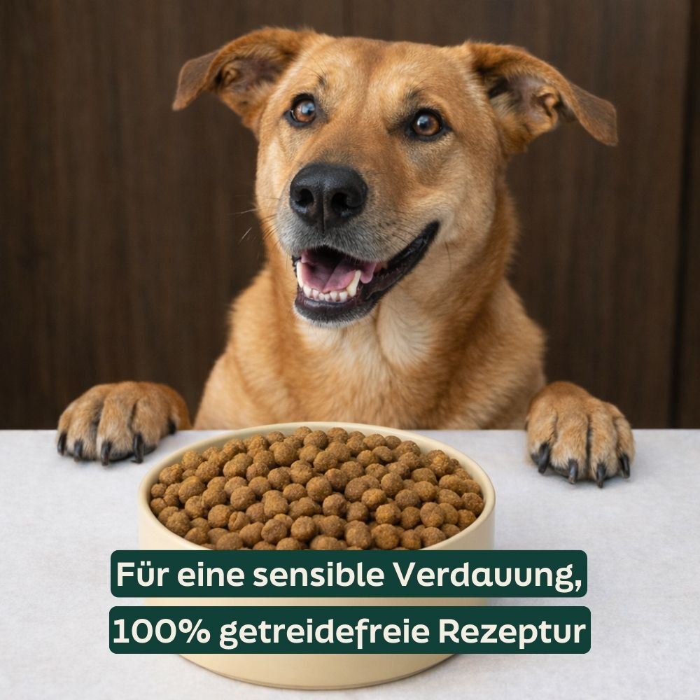 dog, dog food, kibble, bowl, pet