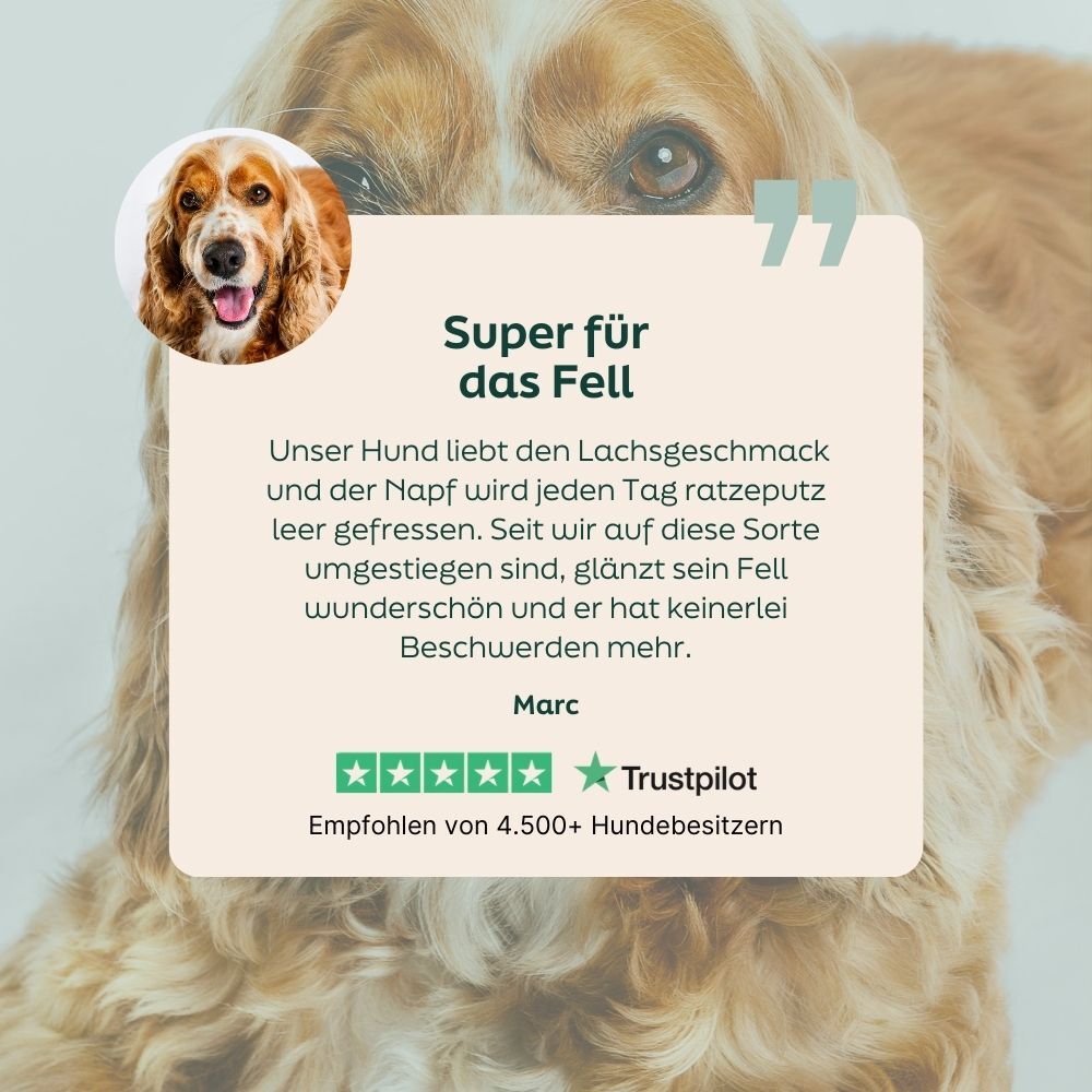 dog, dog-care, pet-food, golden retriever, collar-not-visible