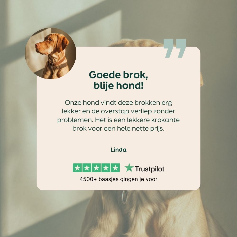 hond, halsband, bruin, foto, portret