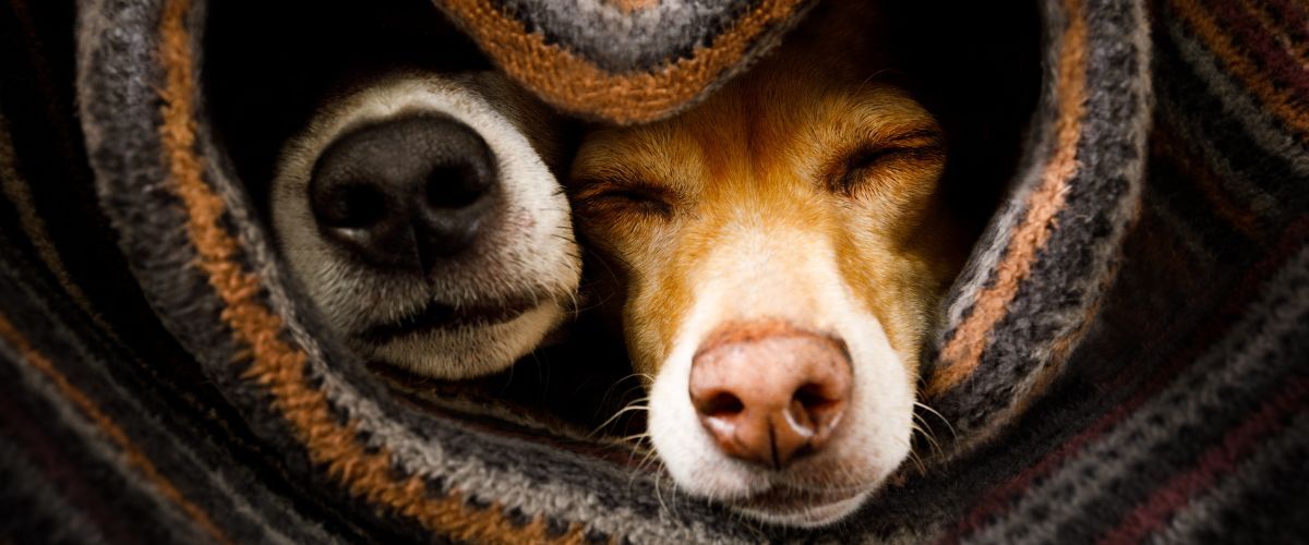 Bescherm je hond tegen kou