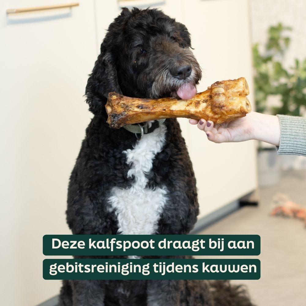 hond, bot, kauw, speelgoed, huisdier