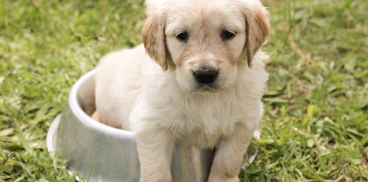 Dein Welpe und das Futter: Wann, Wie Viel und Mehr? WOOOF Puppy im Futternapf.
