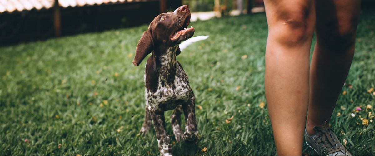 Opspringen afleren Hond volgt zijn baasje