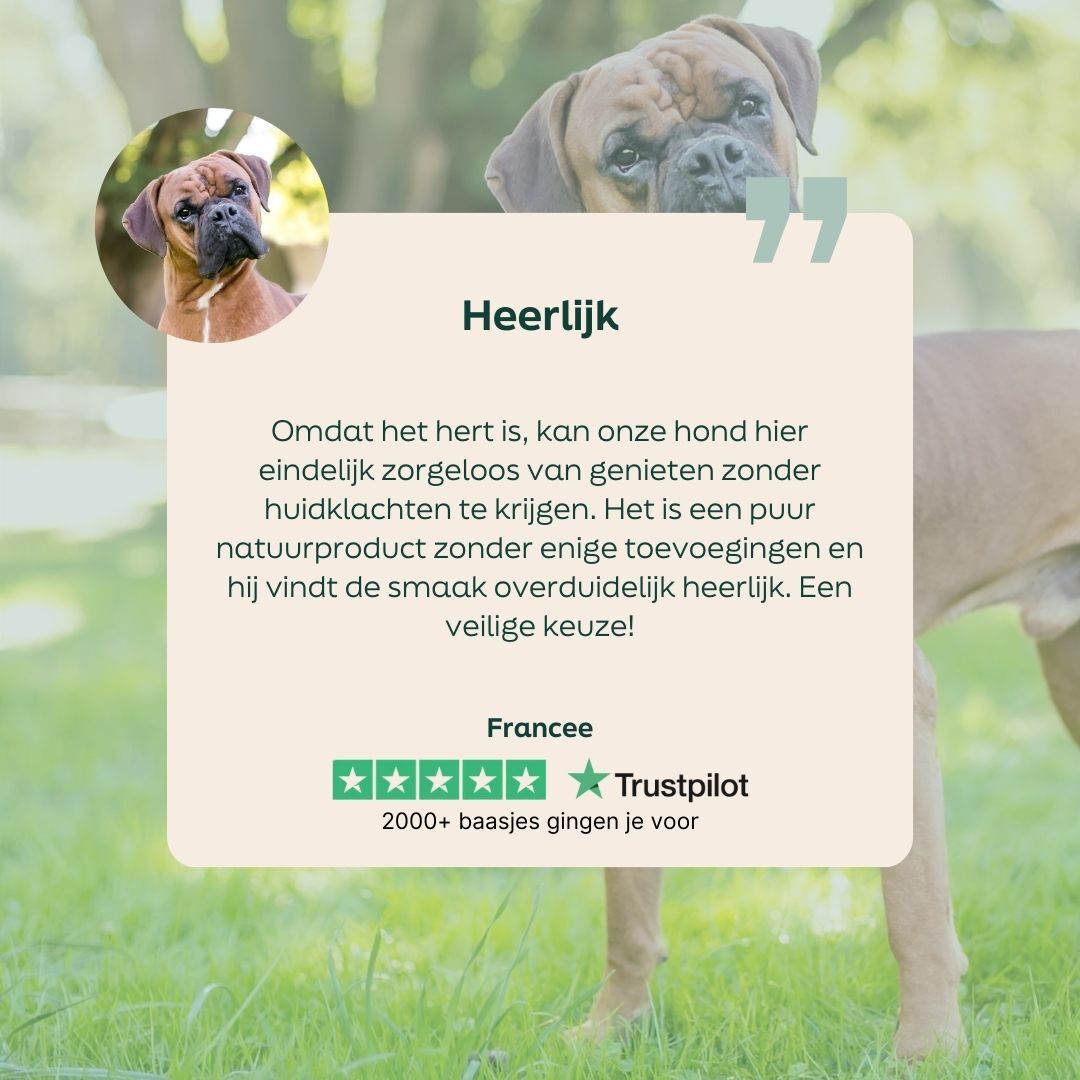 hond, bullmastiff, bruin, foto kaart, goedgekeurd door dierenarts
