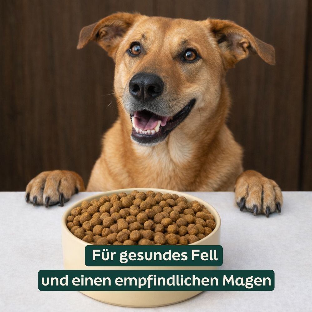 dog, dog food, kibble, pet food, bowl