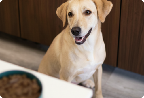 Hondje, Hond, Labrador Retriever, Zoogdier, Huisdier