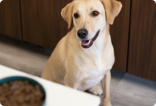 Hondje, Hond, Labrador Retriever, Zoogdier, Huisdier