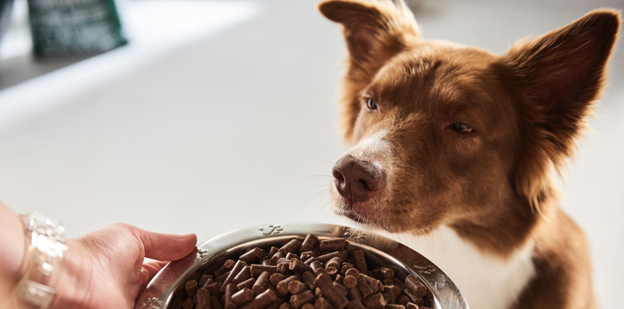 Hoeveel voer is goed voor je hond?