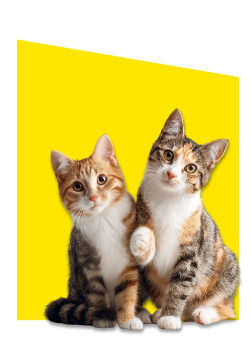 Kattenbrokken en kitten brokken - Hayes Brothers