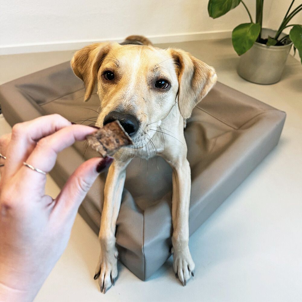 Lammlungen WOOOF Lamm-Lungenwürfel Geschmackstest mit Bürohund Arlo