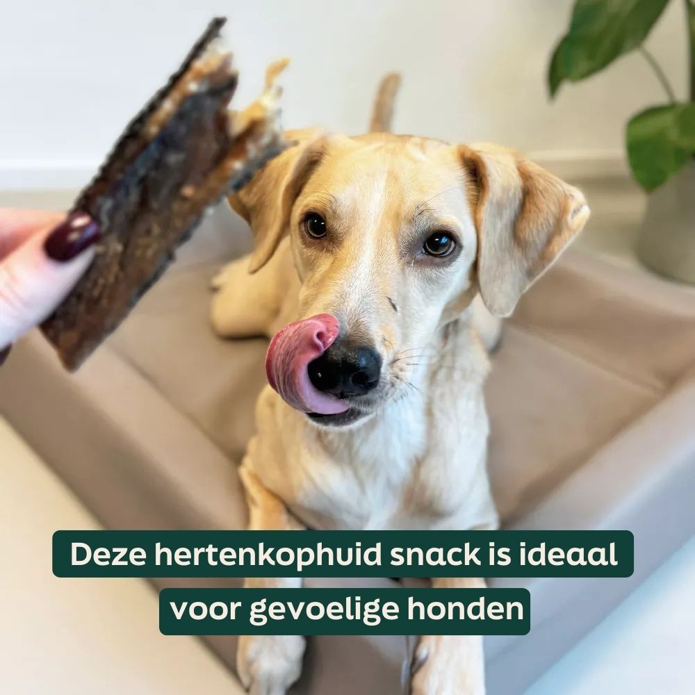 hond, bruin, labrador,  snack, trakt
