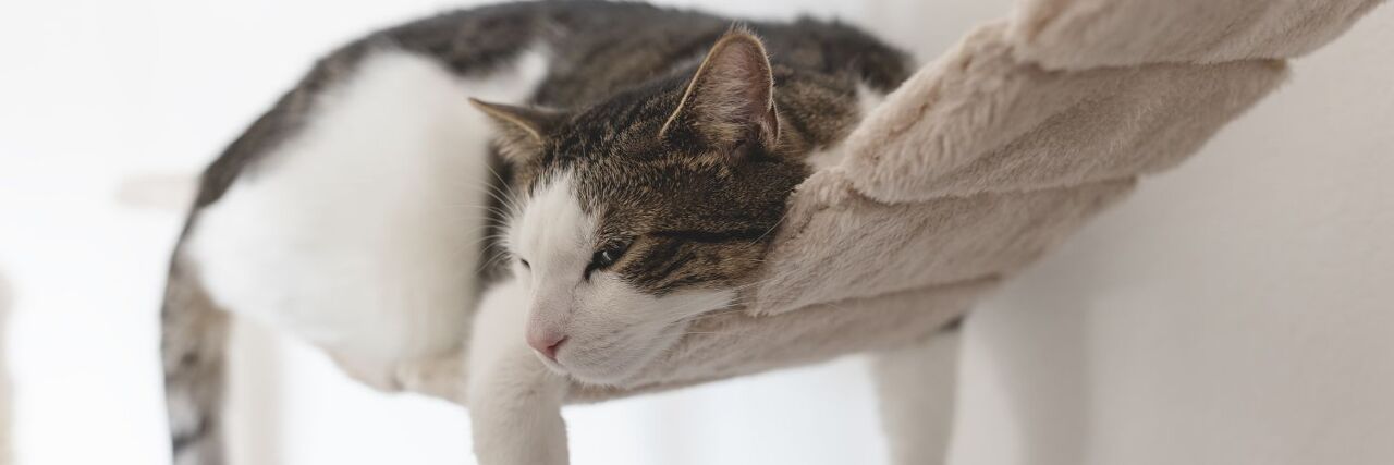 Hilf deiner Katze, die Winterblues zu überwinden