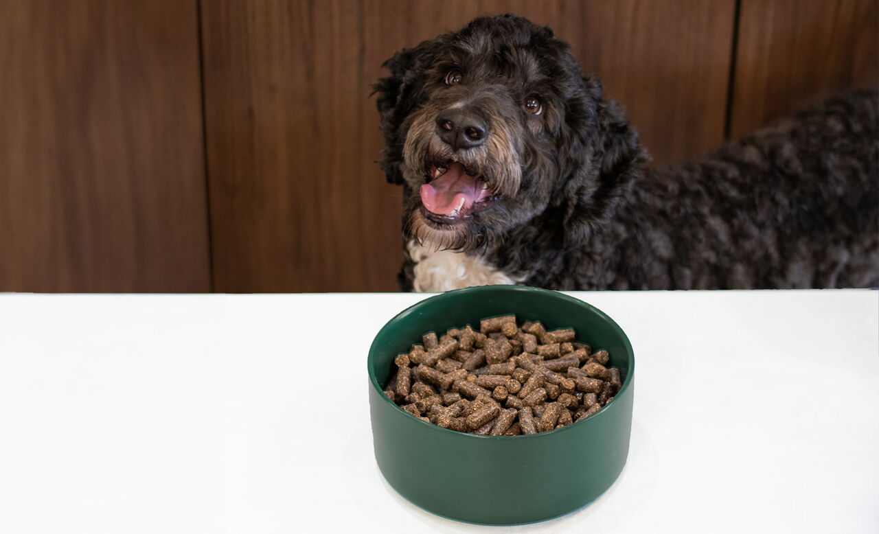 Hund schaut auf WOOOF-Hundefutterbrocken auf dem Küchentisch.