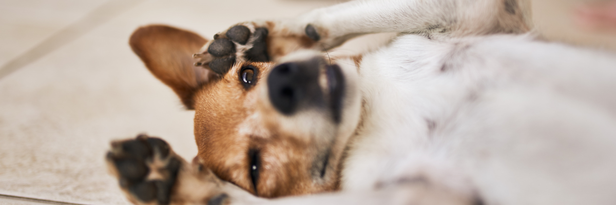 Bestes Hundefutter für empfindliche Därme