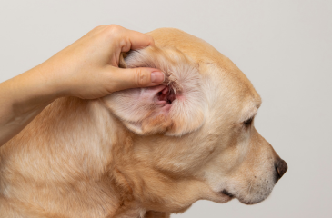Symptomen voedselallergie hond