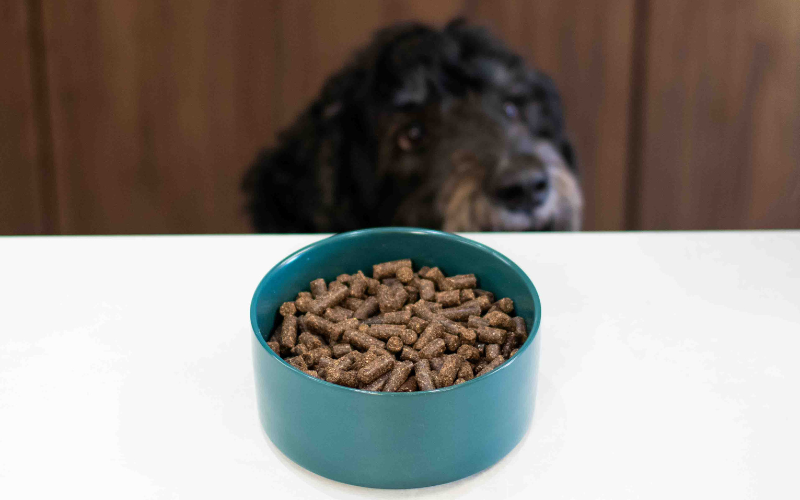 Berner doodle bij voerbak