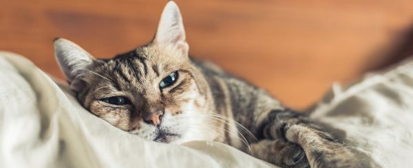 Feuerwerksangst bei Hund und Katze