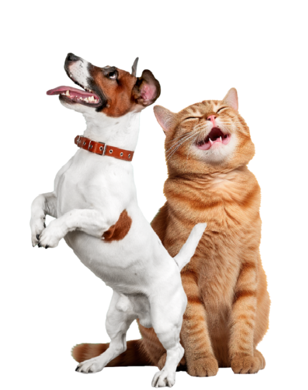 Fröhlicher Hund und Katze