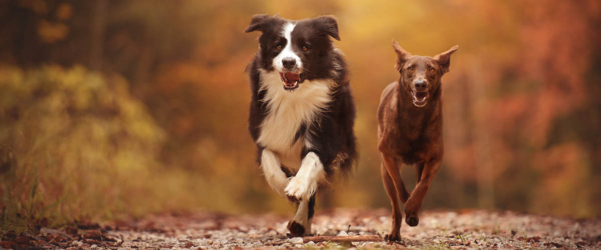 Twee honden komen eraan gerend