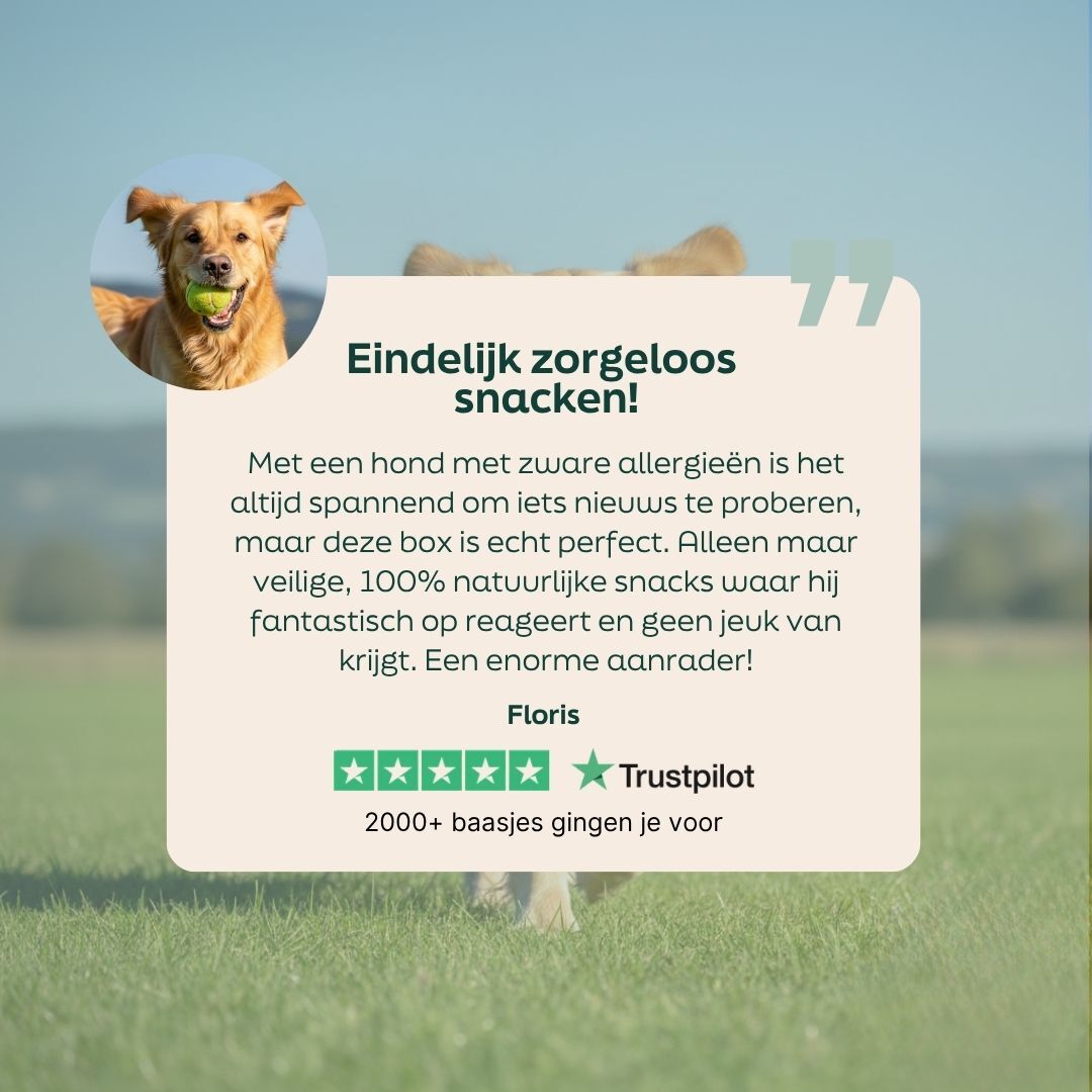 hond, bal, buiten, huisdier, praatwolk
