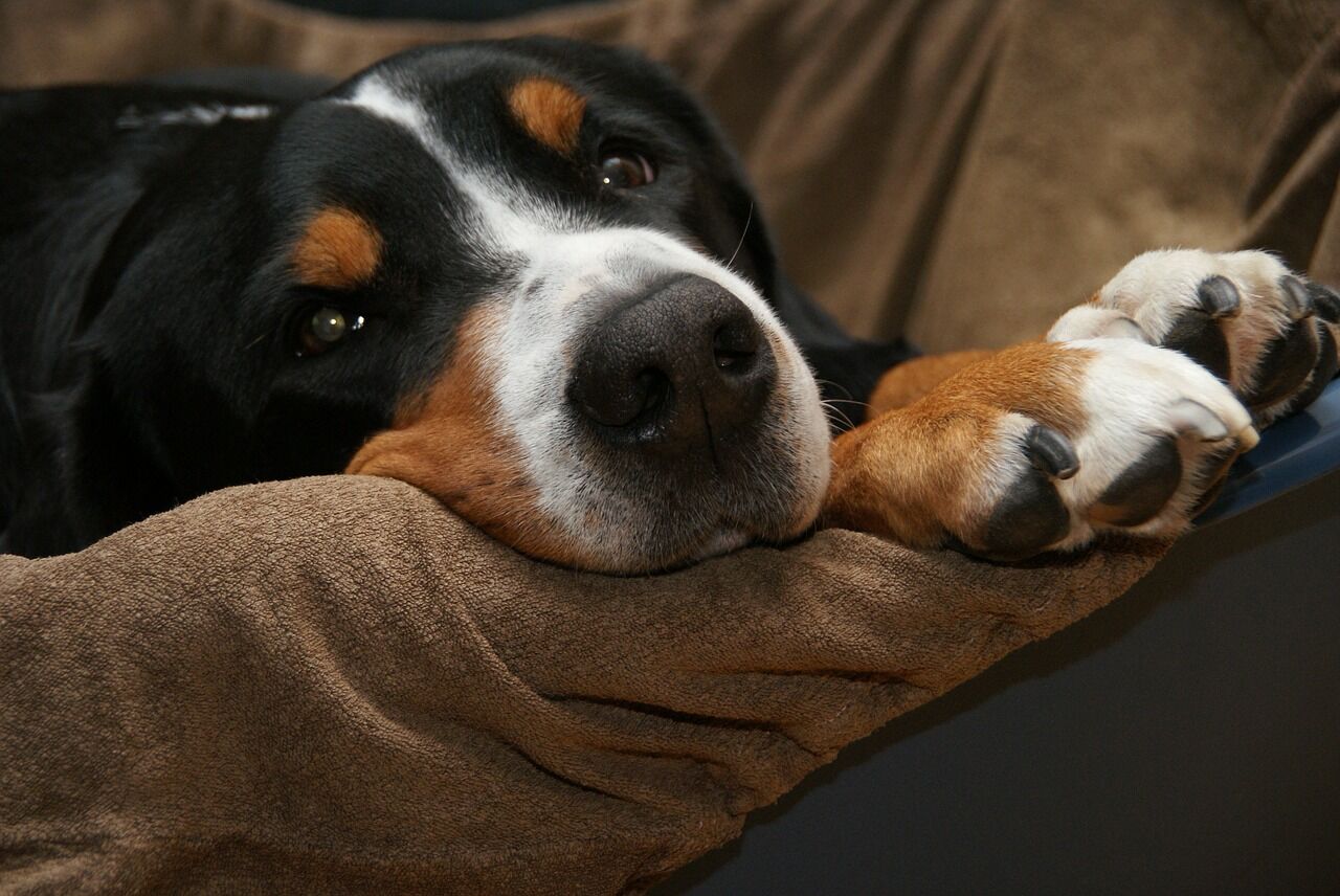 Hund wartet auf dem Sofa auf hypoallergenes Futter.