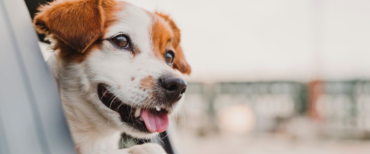 Reisen auf vier Pfoten: Urlaub mit Hund
