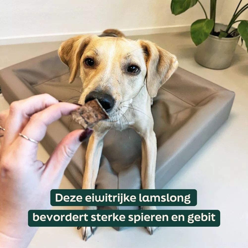 WOOOF Longblokjes Lam