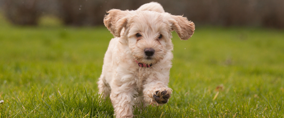 De leukste hondennamen voor jouw nieuwe hond Hondje, Hond, Huisdier, Puppy, Gras