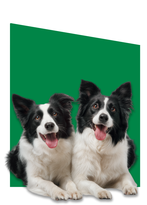 Volwassen hondenvoer - Hayes Brothers - border collie