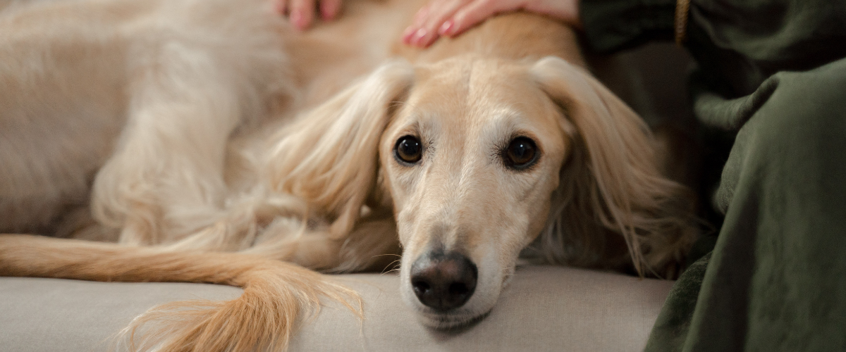 hond, gouden, langharig, bleek, gezichtsbeeld