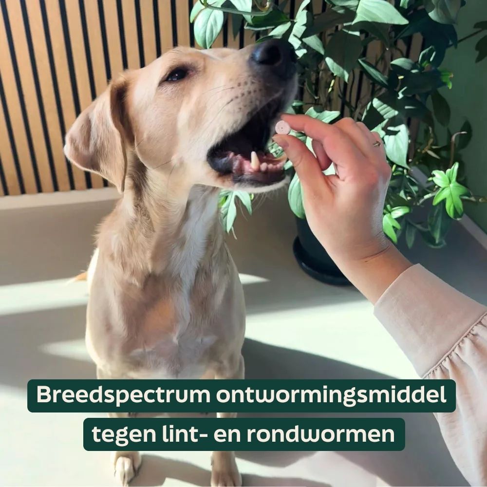 hond, puppy, kauw, traktatie, mondzorg