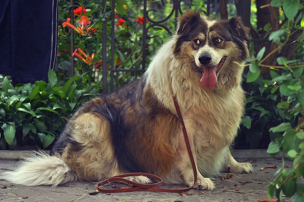 Übergewicht bei Hunden