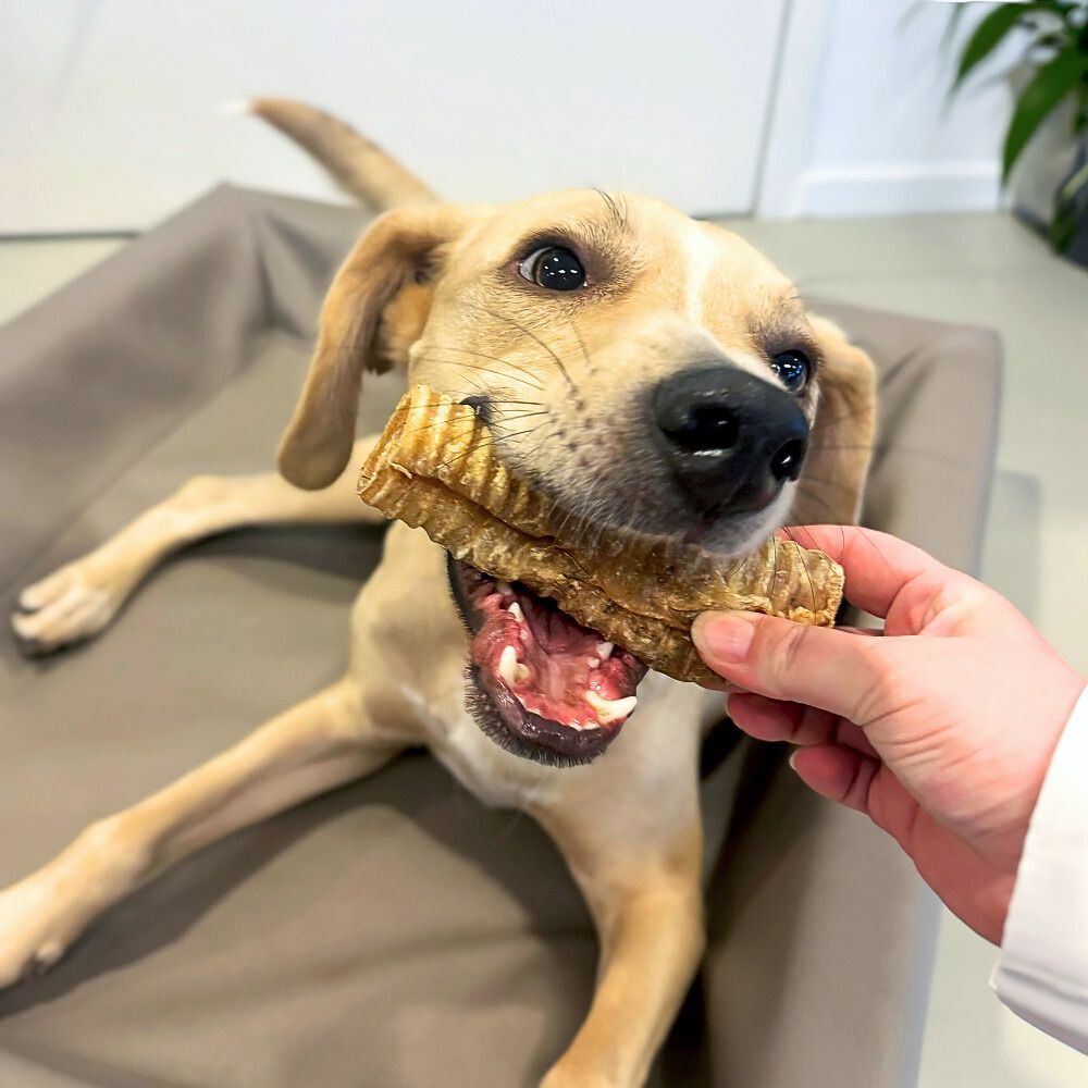 WOOOF Runderluchtpijp smaaktest met kantoorhond Arlo