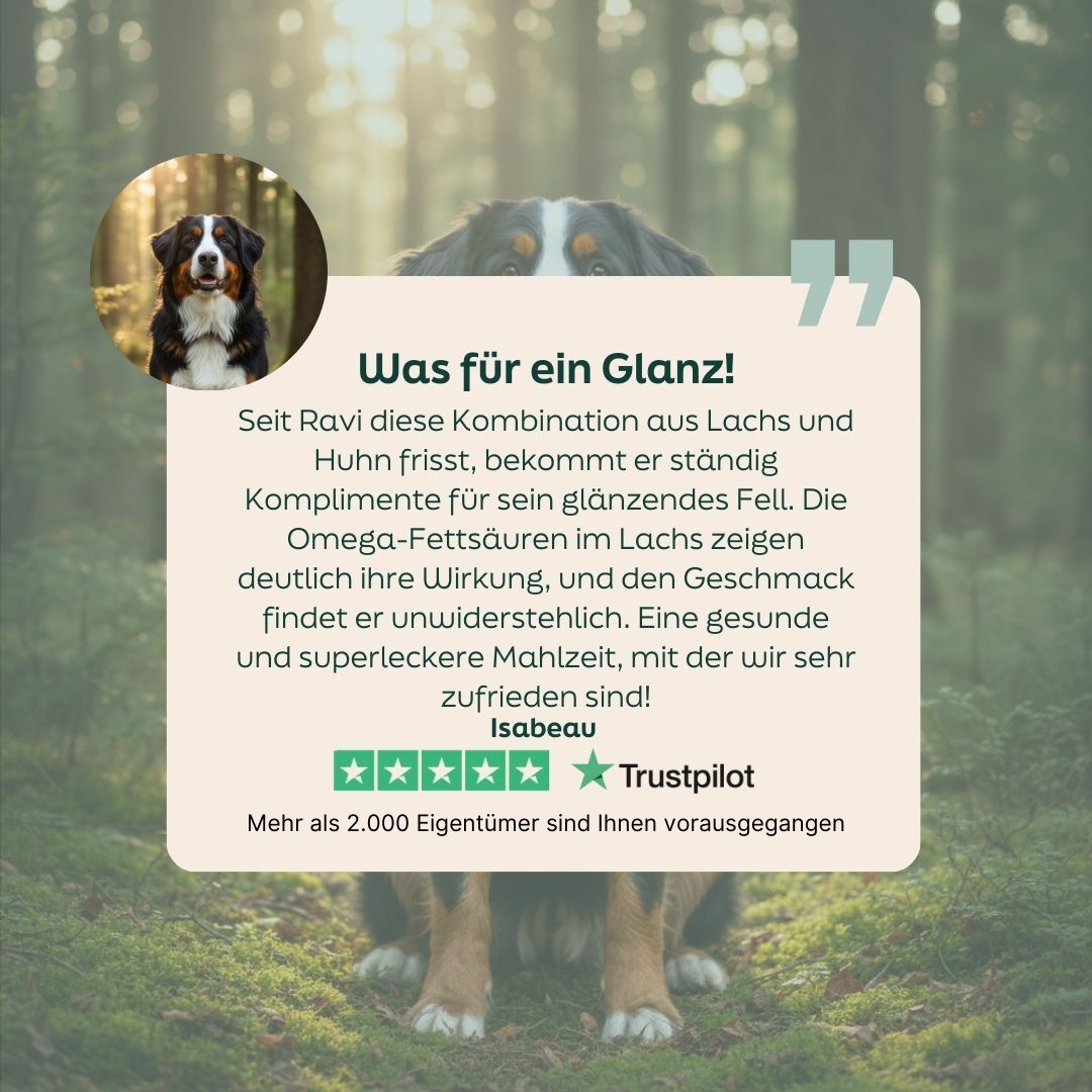 dog, bernese, forest, photo collage, quote