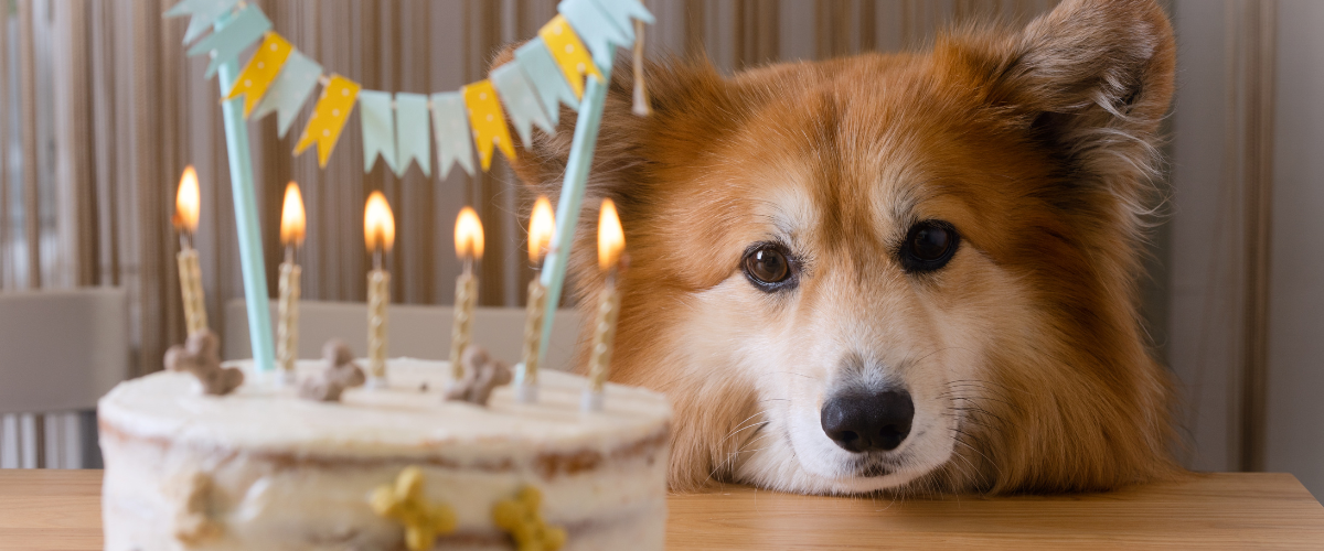 Den Geburtstag deines Hundes feiern? So wird es ein richtiges Fest!