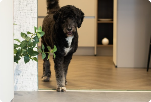 Getreidefrei hundefutter fur hunde