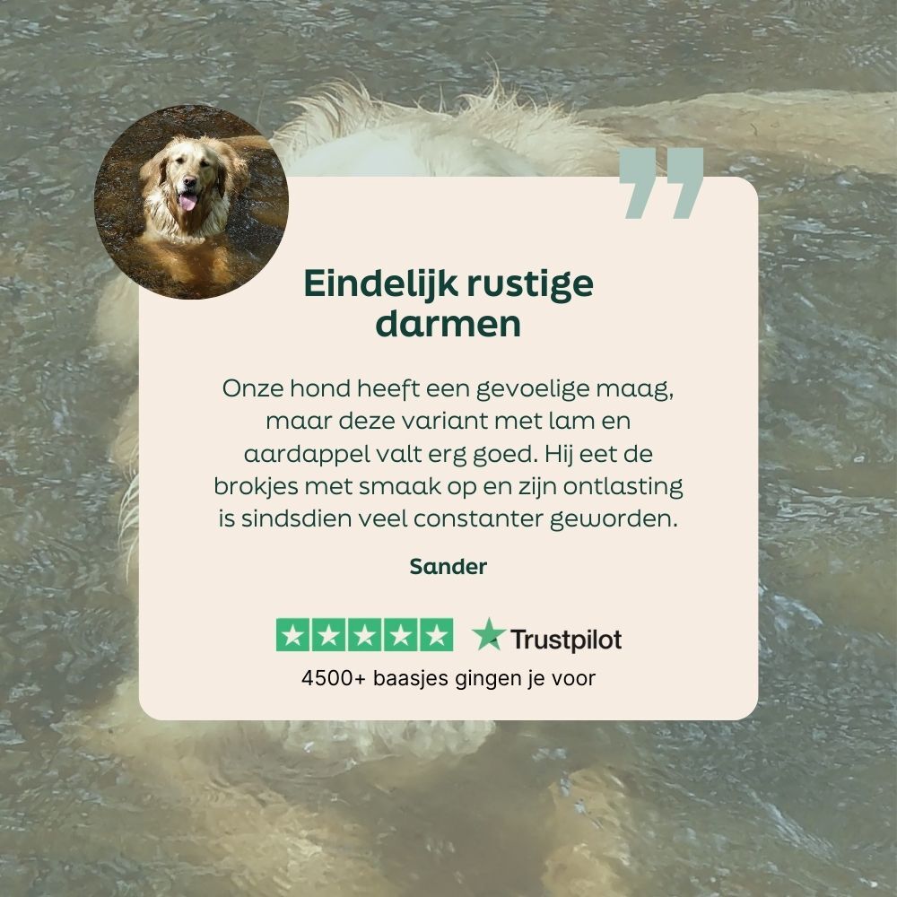 hond, golden retriever, water, floating, collarless