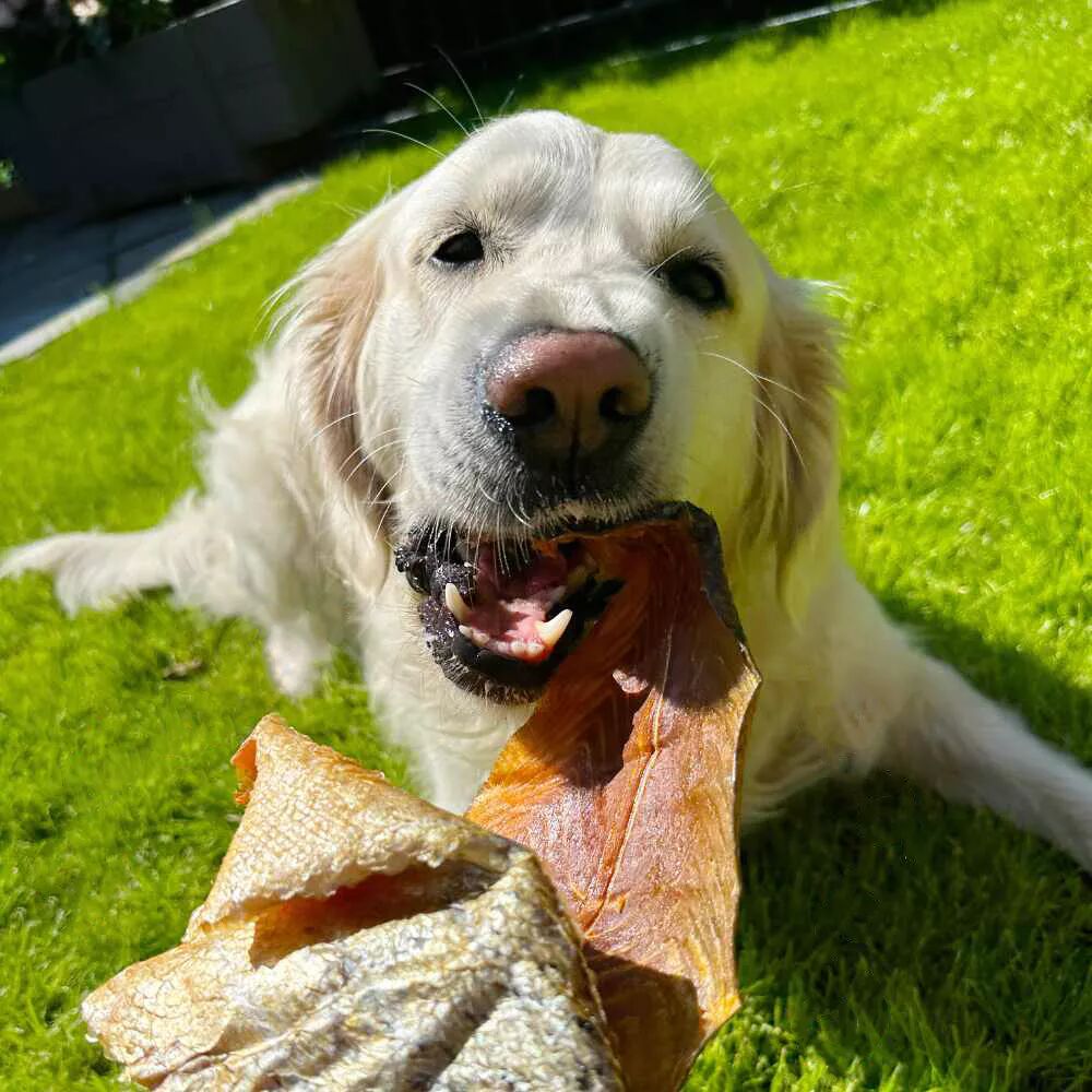 Golden Retriever genießt leckere Lachshaut