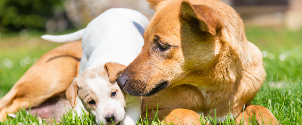 WOOOF is er je hondenleven lang: hondenvoer voor alle levensfases van je hond