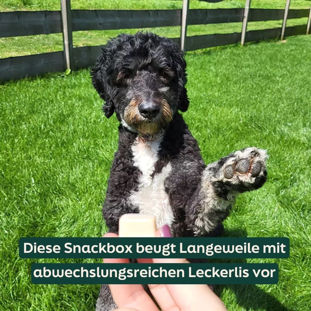 dog, poodle, black, white chest, outdoors